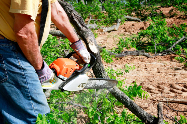 Large Tree Removal in Mount Pocono, PA